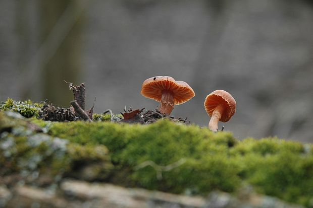 smeťovka zimná Tubaria furfuracea (Pers.) Gillet