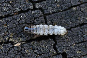 adélovité (larva)