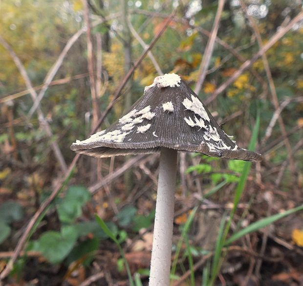 hnojník strakatý Coprinopsis picacea (Bull.) Redhead, Vilgalys & Moncalvo