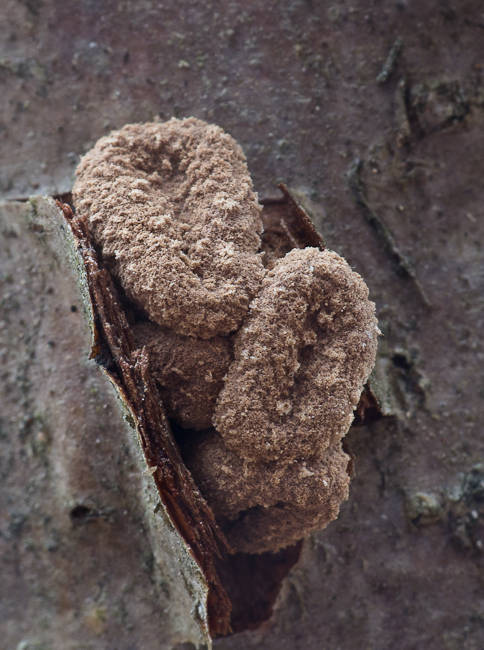 dutinovka otrubnatá Encoelia furfuracea (Roth) P. Karst.