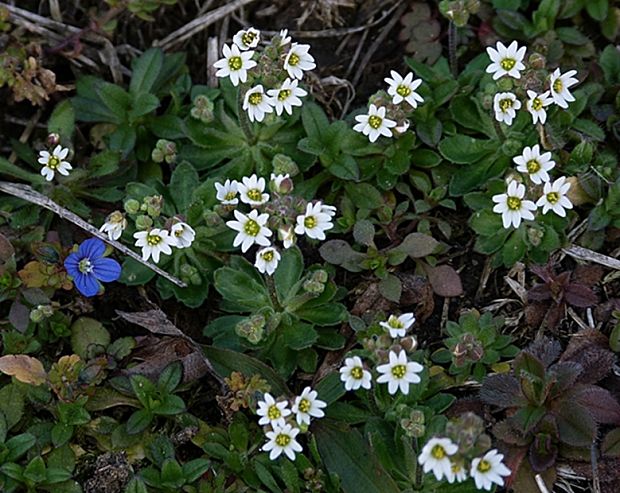 jarmilka jarná Erophila verna (L.) Chevall