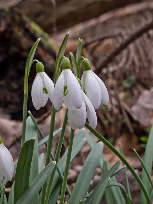 snežienka jarná Galanthus nivalis L.