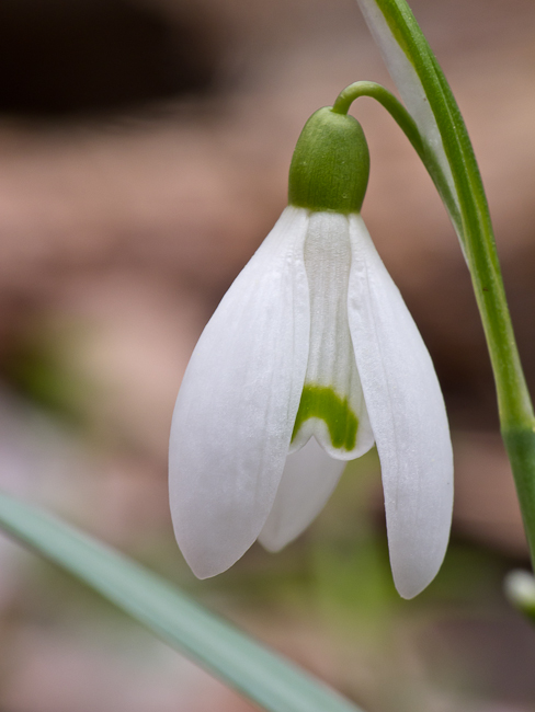 snežienka jarná Galanthus nivalis L.