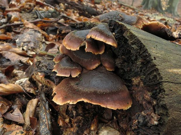 húževnatček medvedí Lentinellus ursinus (Fr.) Kühner