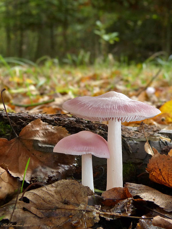 prilbička ružovkastá Mycena rosea Gramberg