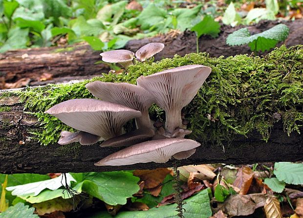 hliva ustricovitá Pleurotus ostreatus (Jacq.) P. Kumm.