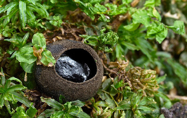 misôčka černastá Pseudoplectania nigrella (Pers.) Fuckel