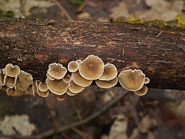 škľabka plstnatá Schizophyllum amplum (Lév.) Nakasone