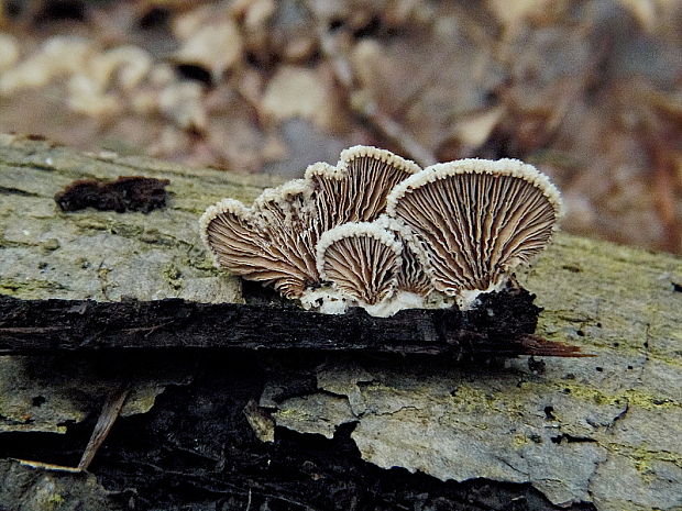 klanolupeňovka obyčajná Schizophyllum commune Fr.