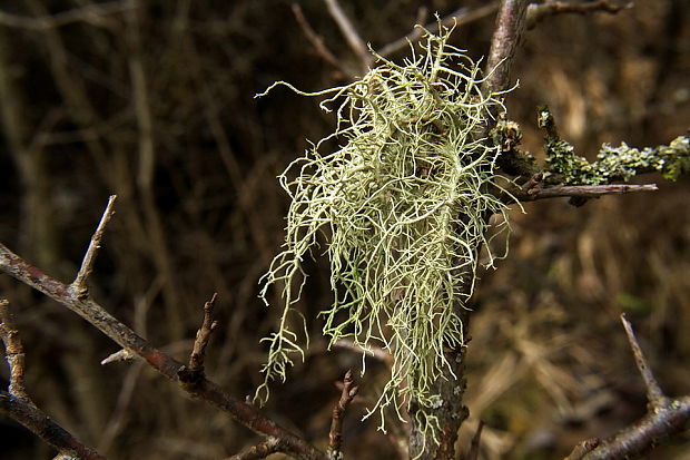 bradatec srstnatý Usnea hirta (L.) Weber ex F.H. Wigg.