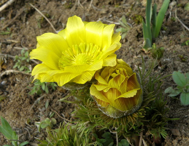 hlaváčik jarný Adonis vernalis L.