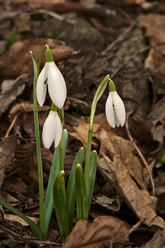 snežienka jarná Galanthus nivalis L.