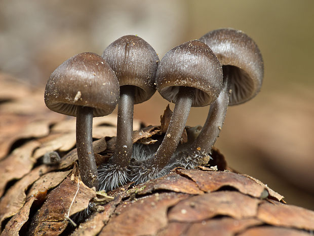 prilbička šišková Mycena strobilicola J. Favre & Kühner