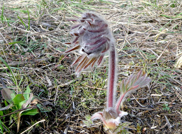 poniklec lúčny český Pulsatilla pratensis subsp. bohemica Skalický