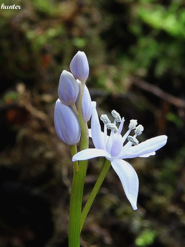 scila severná bukovská Scilla drunensis subsp. buekkensis (Speta) Kereszty