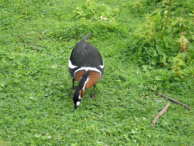 bernikla červenokrká Branta ruficollis