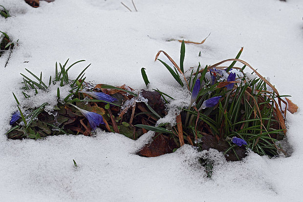 šafran Crocus sp.