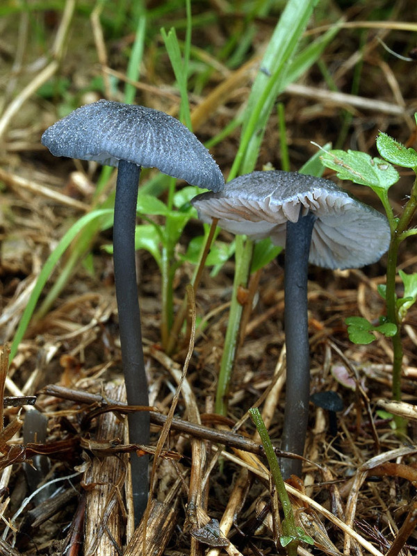 hodvábnica Entoloma lepidissimum (Svrček) Noordel.