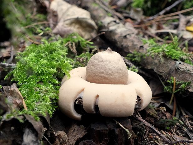 hviezdovka Geastrum sp.