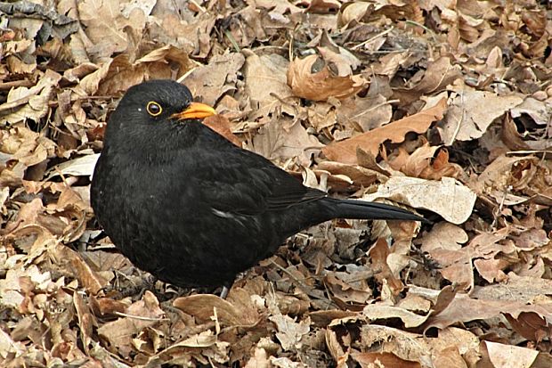 drozd čierny-kos černý  	 Turdus merula