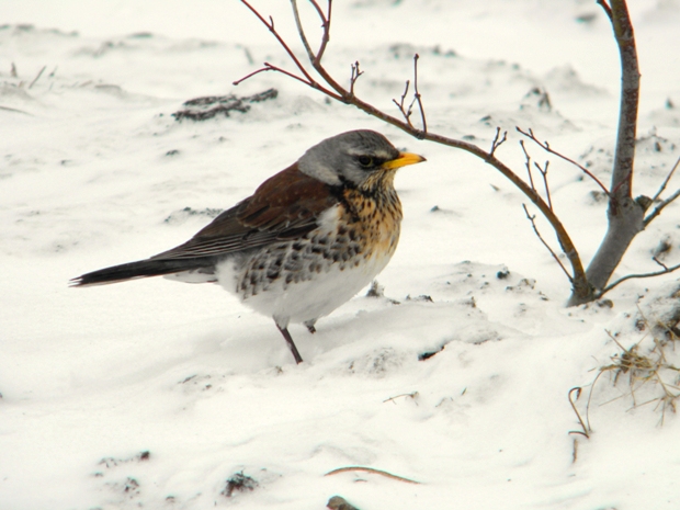 drozd čvikotavý Turdus pilaris