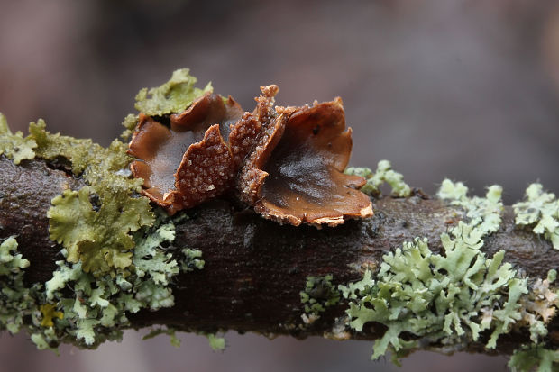 dutinovka otrubnatá Encoelia furfuracea (Roth) P. Karst.