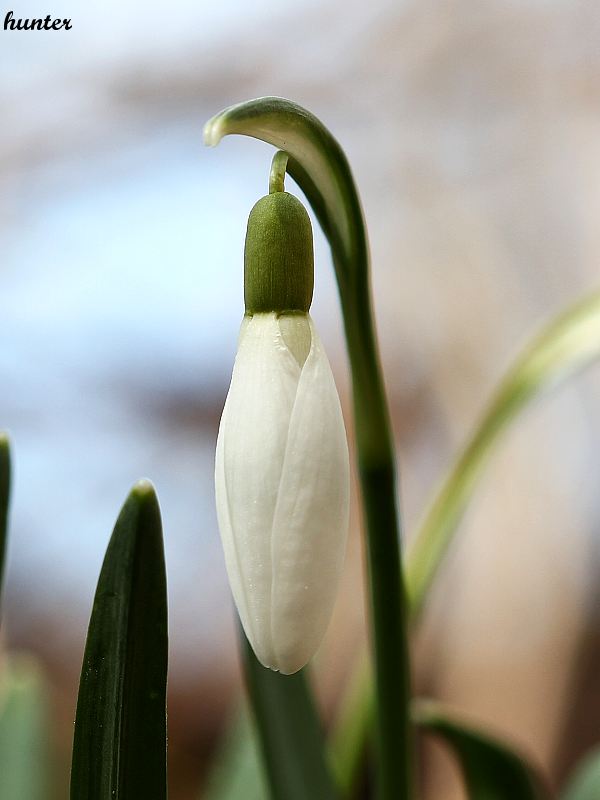 snežienka jarná Galanthus nivalis L.