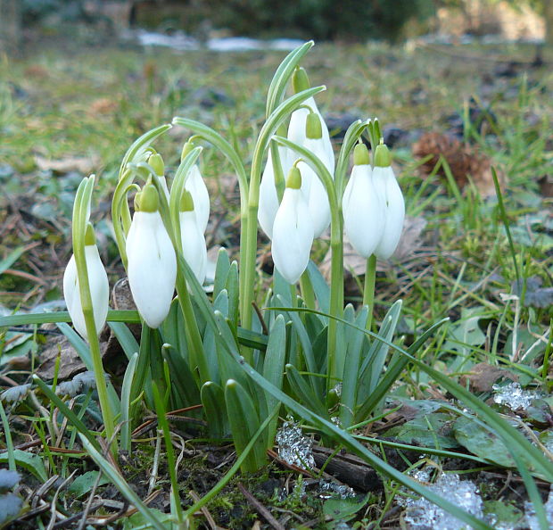 snežienka jarná Galanthus nivalis L.