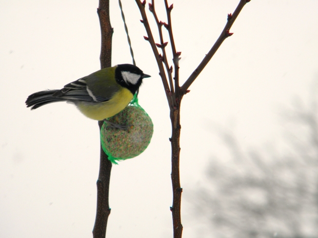 sýkorka bielolíca Parus major