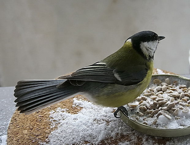 sýkorka veľka Parus major