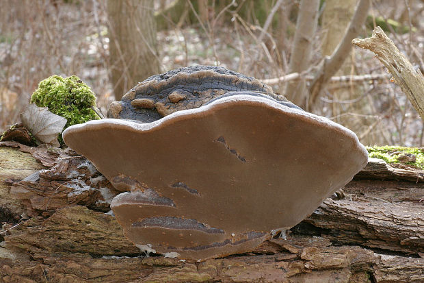 ohňovec obyčajný Phellinus igniarius (L.) Quél.