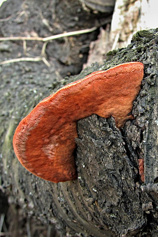 červenica rumelková-outkovka rumělková Pycnoporus cinnabarinus (Jacq.) P. Karst.