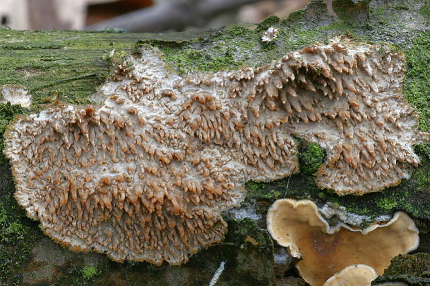 struháčik blanitý Radulomyces molaris (Chaillet ex Fr.) M.P. Christ.