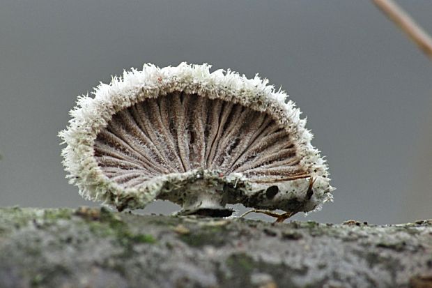 klanolupeňovka obyčajná-klanolístka obecná Schizophyllum commune Fr.