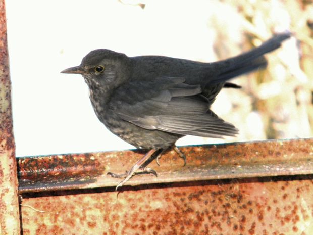 drozd čierny Turdus merula