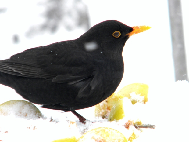 drozd čierny Turdus merula