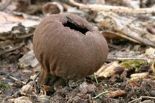 urnička kráterovitá Urnula craterium (Schwein.) Fr.