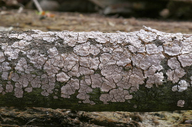 rozpukanec obyčajný Xylobolus frustulatus (Pers.) Boidin