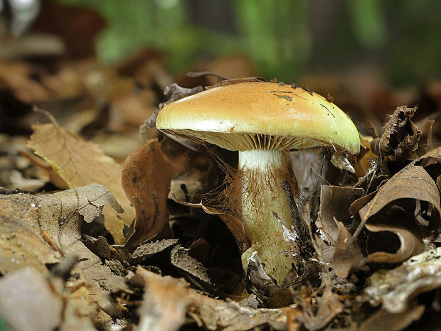 pavučinovec Cortinarius sp.