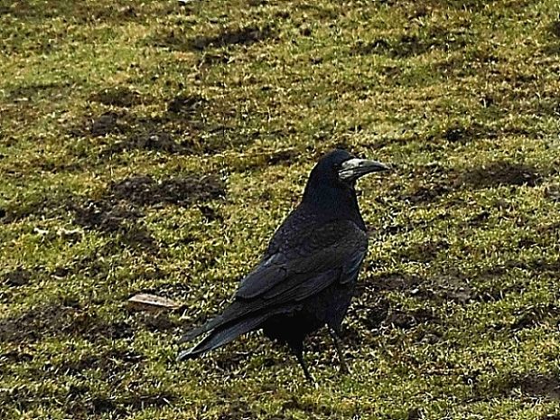 havran poľný Corvus frugilegus