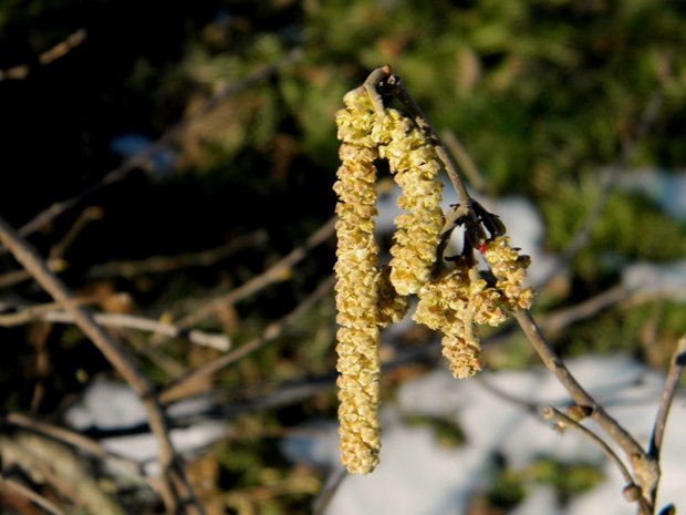 lieska obyčajná Corylus avellana var.grandis Lam. L.