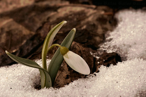 snežienka jarná Galanthus nivalis L.