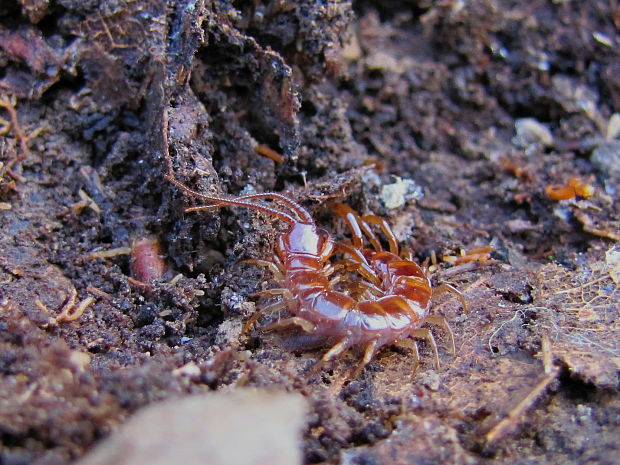 stonožka obyčajná Lithobius forficatus