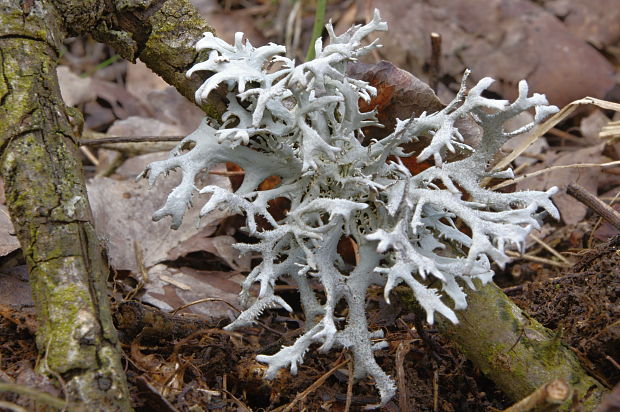 pakonárnik otrubový Pseudevernia furfuracea var. furfuracea (L.) Zopf