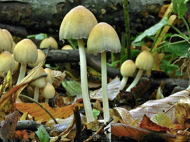 hnojník Coprinus sp.