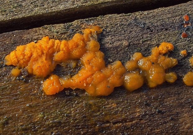 slzovec Dacrymyces sp.