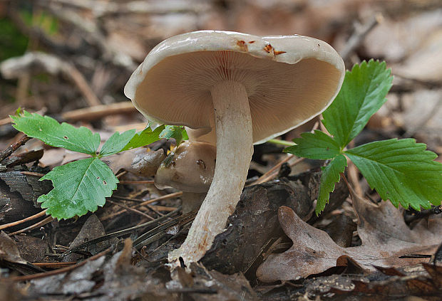 šupinovka hlinovookrová Pholiota lenta (Pers.) Singer