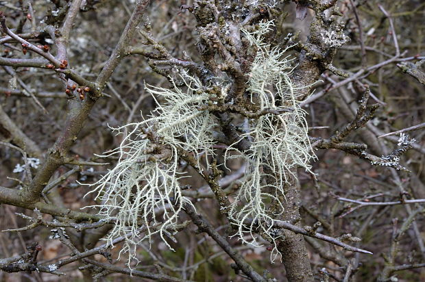 bradatec Usnea sp. Dill. ex Adans.