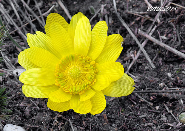 hlaváčik jarný Adonis vernalis L.