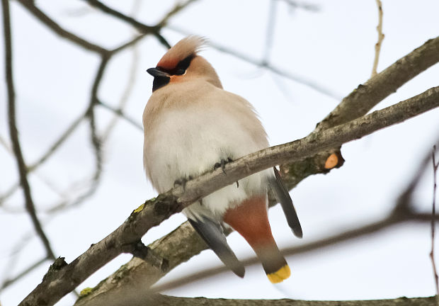 chochláč severský Bombycilla garrulus